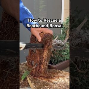 How to Rescue a Rootbound Bonsai Tree #bonsai #bonsaitree #rootbound #plants #gardening #tips#shorts