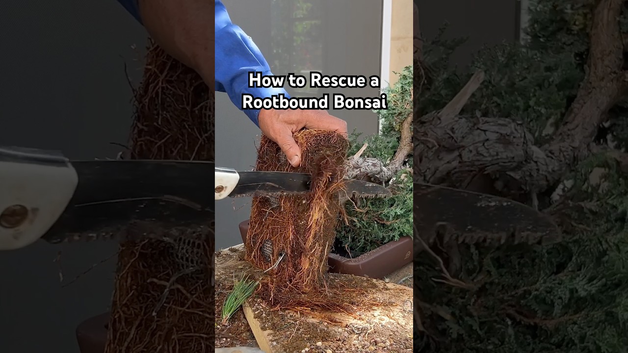 How to Rescue a Rootbound Bonsai Tree #bonsai #bonsaitree #rootbound #plants #gardening #tips#shorts