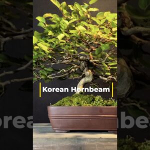 Photographing my Korean hornbeam bonsai tree #bonsai #bonsaitree #photography