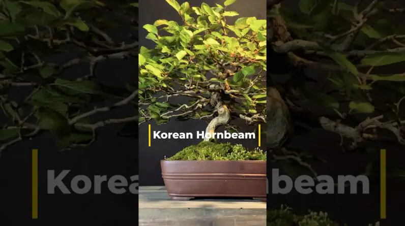 Photographing my Korean hornbeam bonsai tree #bonsai #bonsaitree #photography