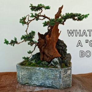 One of the ways to help Juniper trunk becomes larger| Bonsai Edit