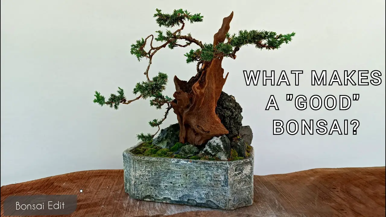 One of the ways to help Juniper trunk becomes larger| Bonsai Edit