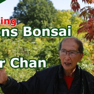 Peter Chan: Guided Tour Of Herons Bonsai