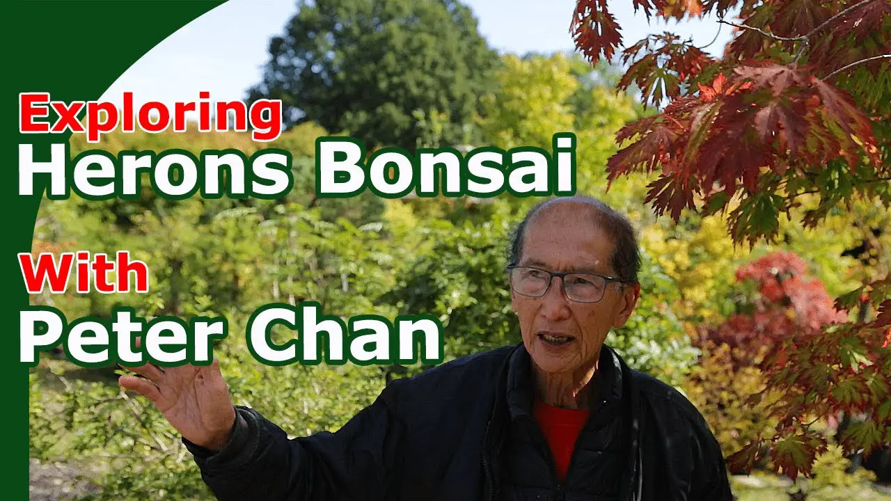 Peter Chan: Guided Tour Of Herons Bonsai