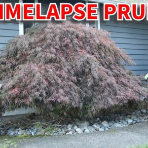 Pruning a Japanese Maple using bonsai techniques.