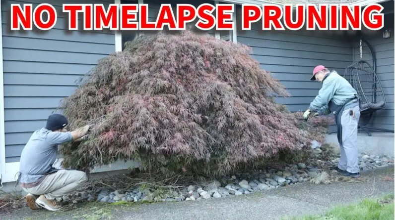 Pruning a Japanese Maple using bonsai techniques.