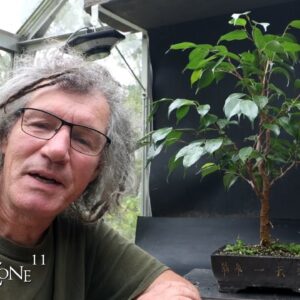 Pruning Xin's Ficus benjamina, The Bonsai Zone, Oct 2024