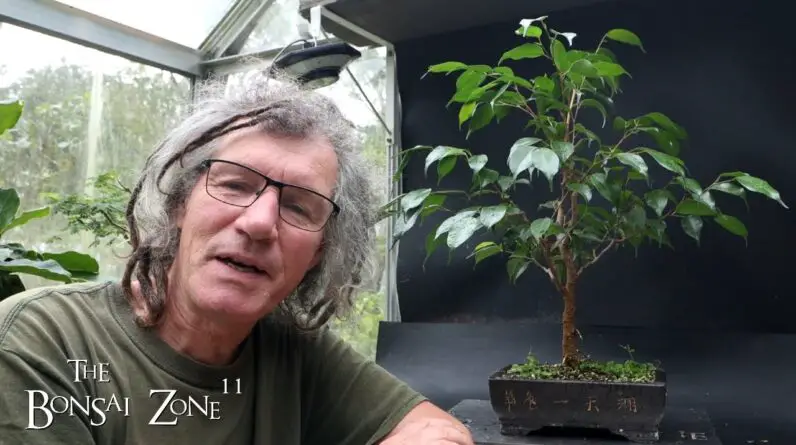 Pruning Xin's Ficus benjamina, The Bonsai Zone, Oct 2024