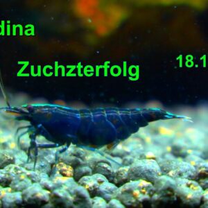 Zuchterfolg kommt auch durch Zufall aber wie geht es dann weiter mit den Caridina Zwerggarnelen