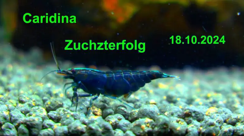 Zuchterfolg kommt auch durch Zufall aber wie geht es dann weiter mit den Caridina Zwerggarnelen