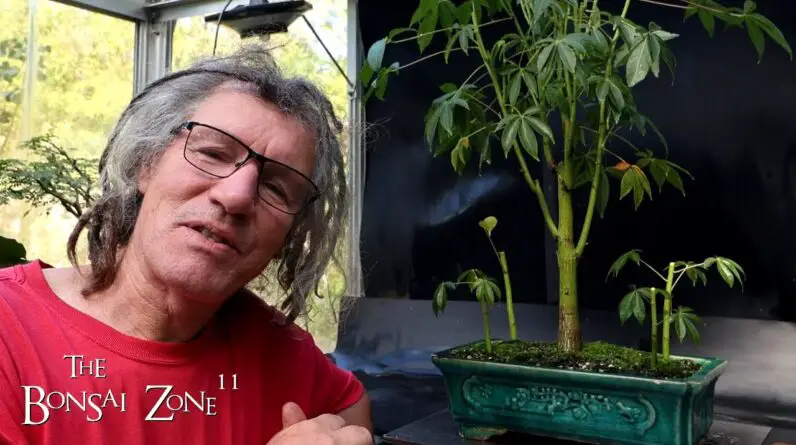 Pruning My Kapok trees and my Root Over Temple Ficus, plus Gifts, The Bonsai Zone, Oct 2024