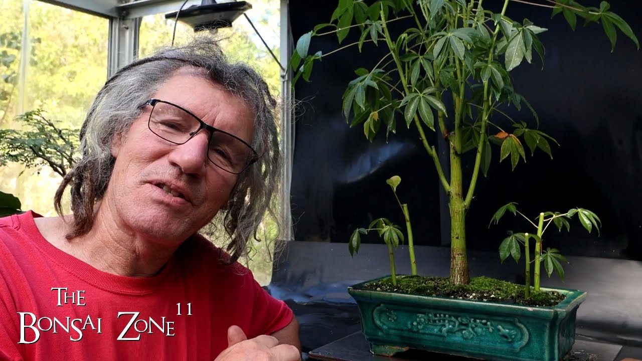 Pruning My Kapok trees and my Root Over Temple Ficus, plus Gifts, The Bonsai Zone, Oct 2024