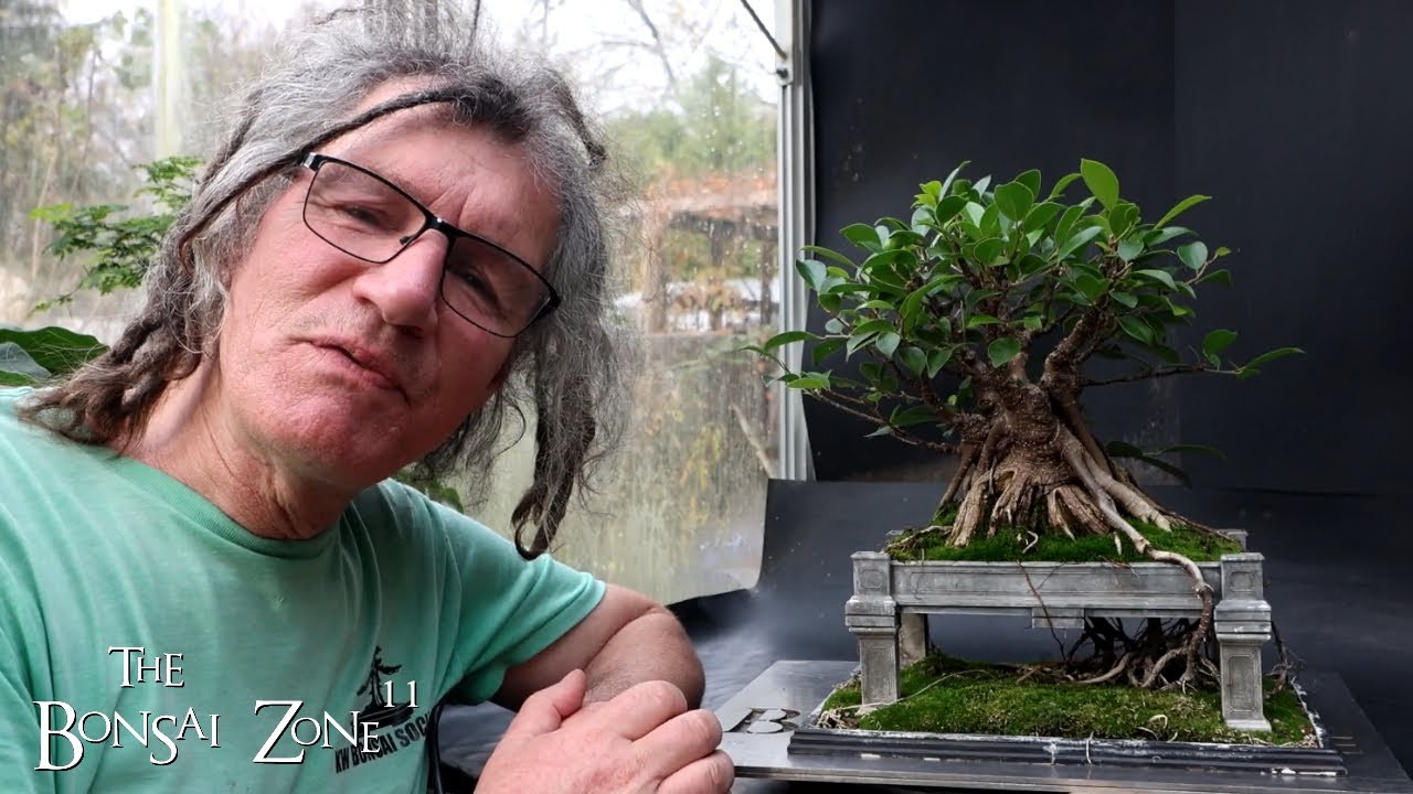 Repotting My "Vietnam Style" Ginseng Ficus, The Bonsai Zone, Oct 2024