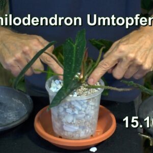 Philodendron EXTREM Umtopfen. Philodendron in Basalt und Bogenhanf kontrollieren