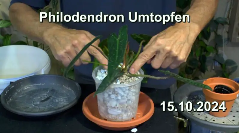 Philodendron EXTREM Umtopfen. Philodendron in Basalt und Bogenhanf kontrollieren