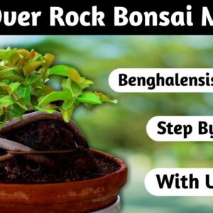 Root Over Rock Bonsai Making Ficus Benghalensis