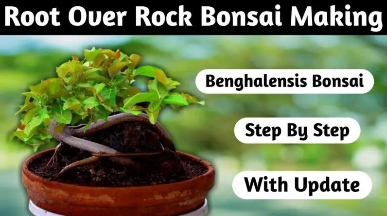 Root Over Rock Bonsai Making Ficus Benghalensis