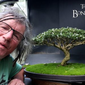 Show Prep for My Serissa, The Bonsai Zone, Oct 2024