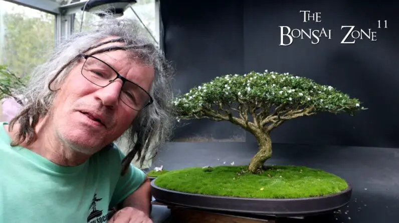 Show Prep for My Serissa, The Bonsai Zone, Oct 2024