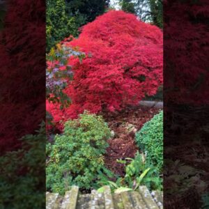 Spectacular Japanese Maple