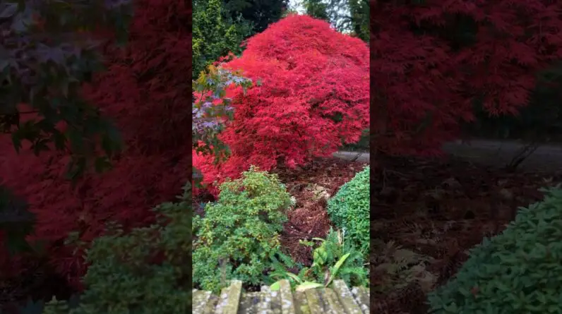 Spectacular Japanese Maple