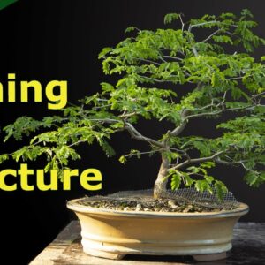 Structural Pruning [and propagating] Brazilian Raintree Bonsai