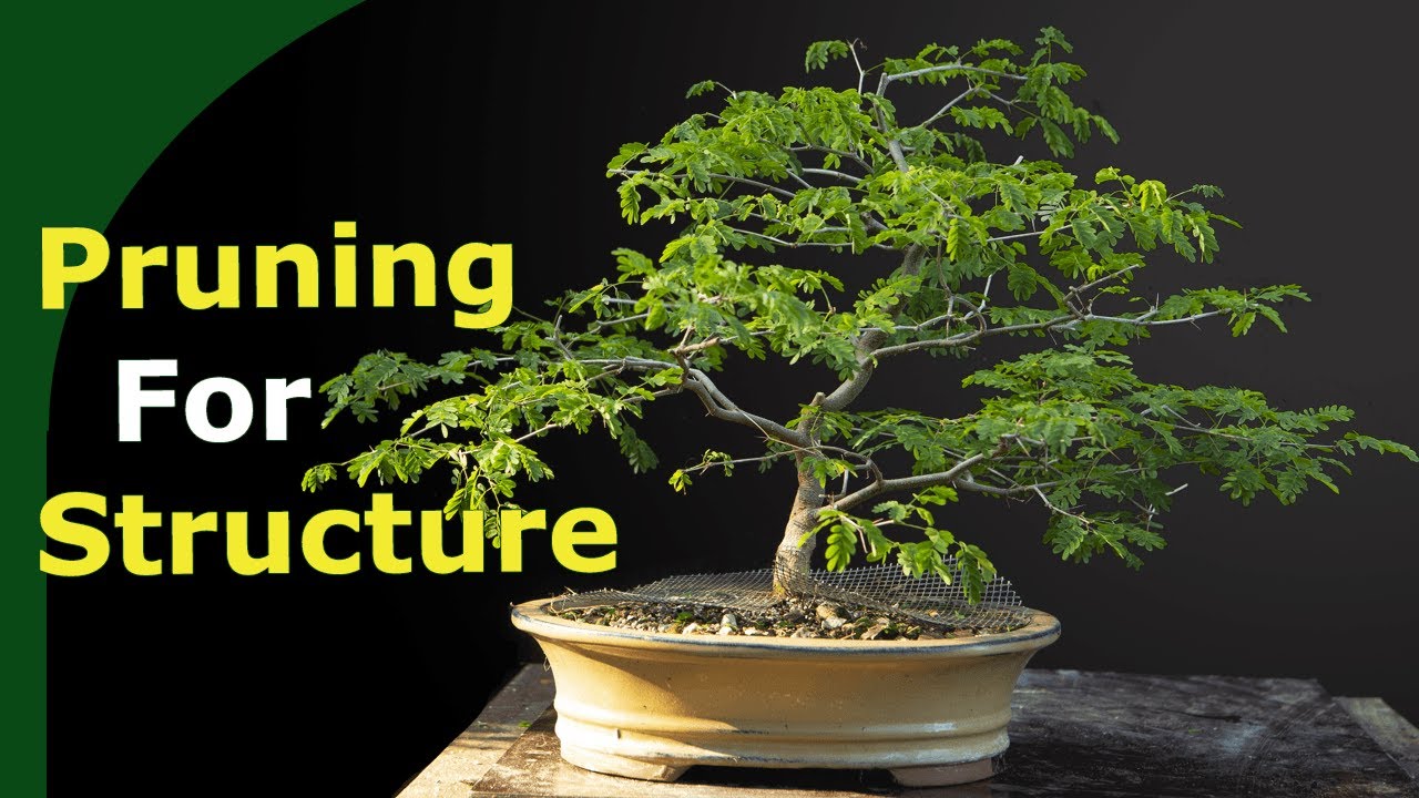 Structural Pruning [and propagating] Brazilian Raintree Bonsai