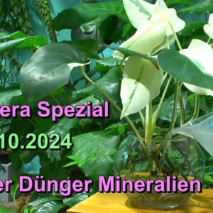 Monstera versorgen mit Wasser, Dünger und Mineralstoffen. Spezial zum Lernen