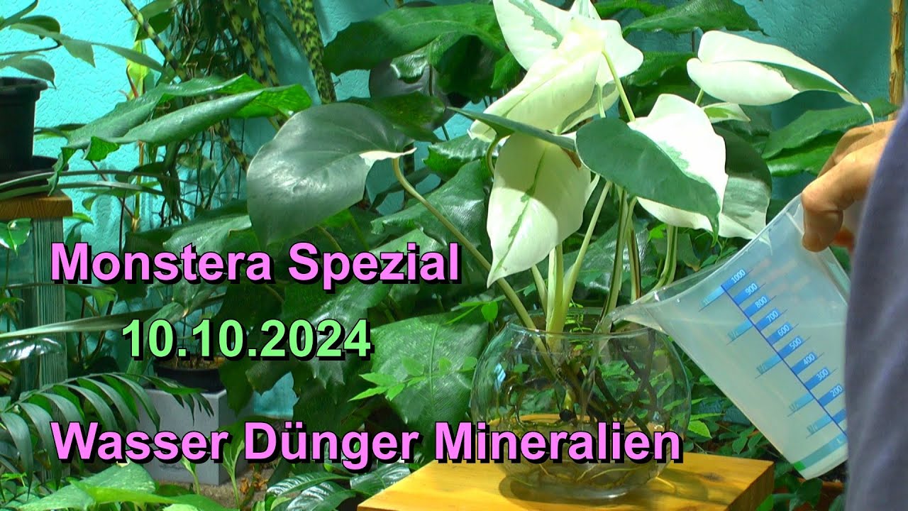 Monstera versorgen mit Wasser, Dünger und Mineralstoffen. Spezial zum Lernen