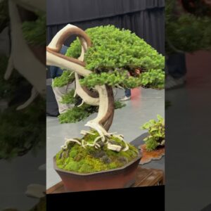 The Bonsai Show LIVE, Telford