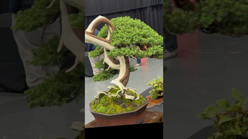 The Bonsai Show LIVE, Telford