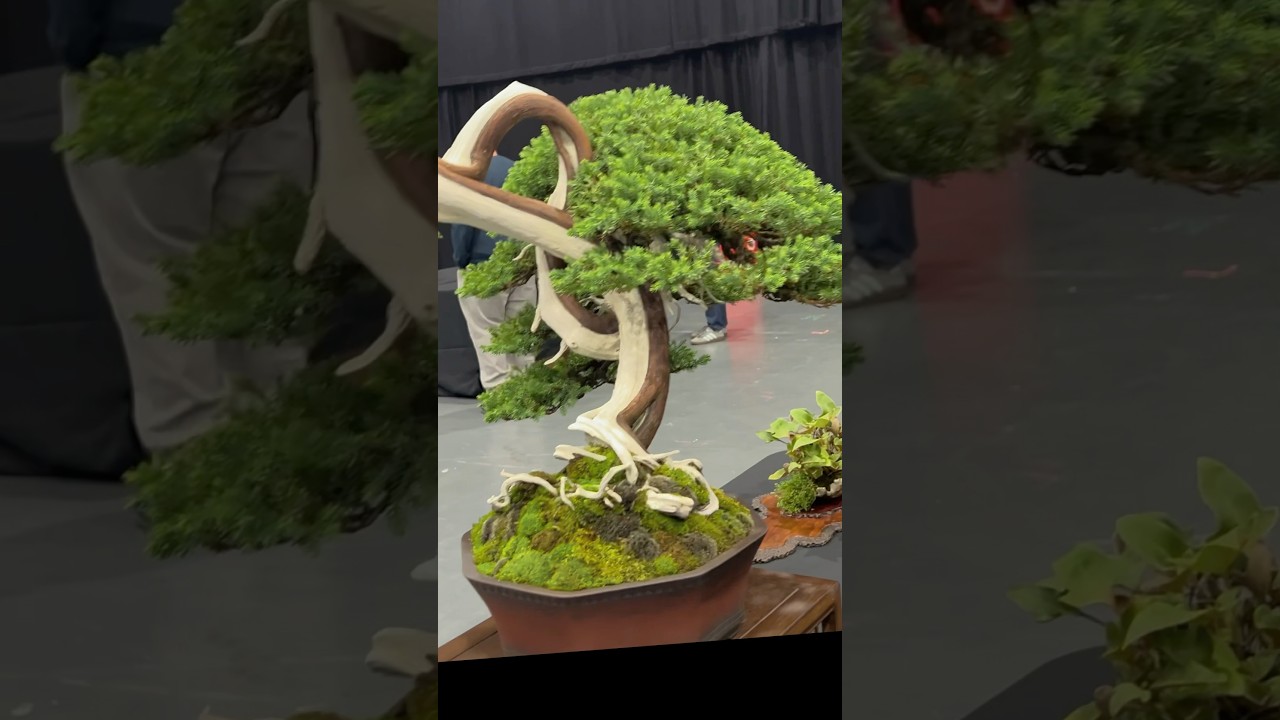 The Bonsai Show LIVE, Telford