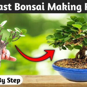 The Speedy Creation Of A Ficus Bonsai: Watch The Process Unfold!