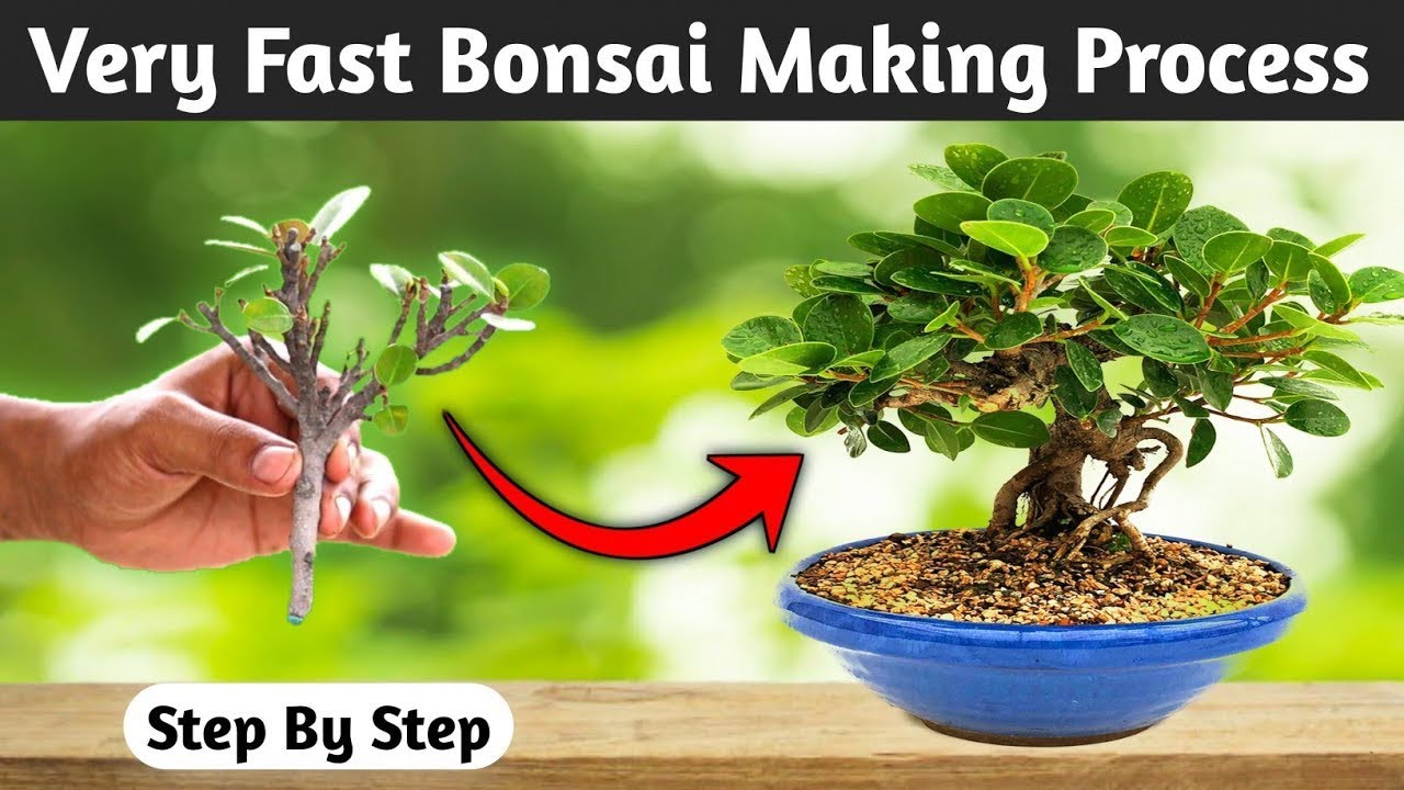 The Speedy Creation Of A Ficus Bonsai: Watch The Process Unfold!