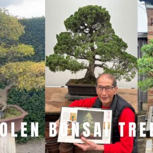 Theft of Bonsai Trees - Pictures