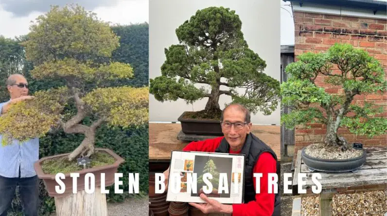 Theft of Bonsai Trees - Pictures