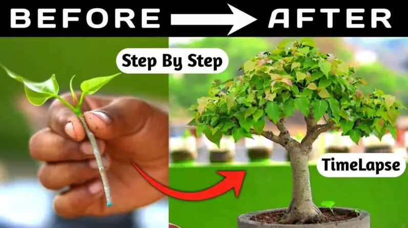 Time-lapse Of The Ficus Rumphii Bonsai Transforming