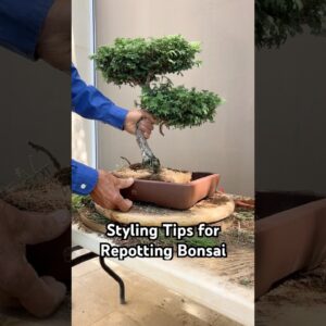 Styling Tips for Repotting Your Bonsai #bonsai #bonsaitree #design #tips #gardening #plants #shorts