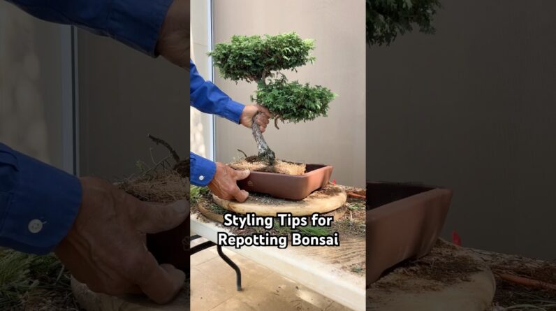 Styling Tips for Repotting Your Bonsai #bonsai #bonsaitree #design #tips #gardening #plants #shorts