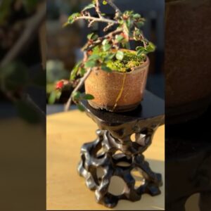 Tiny Beautiful Bonsai