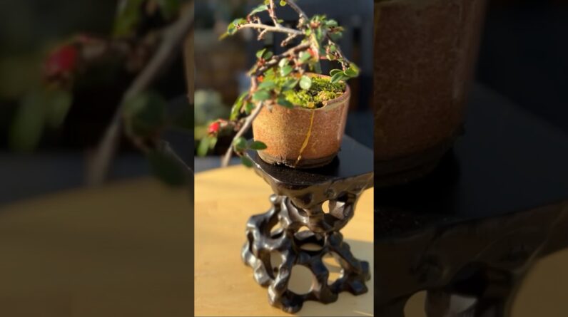 Tiny Beautiful Bonsai