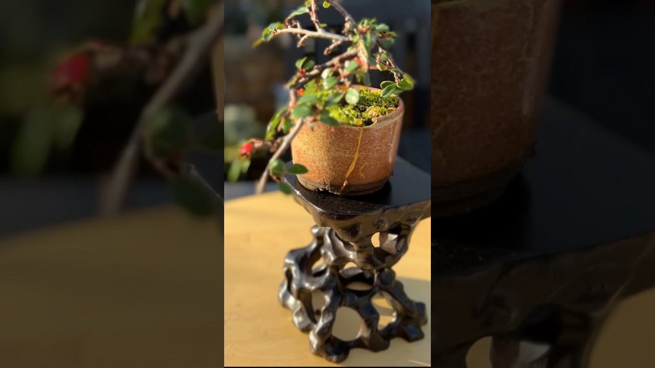 Tiny Beautiful Bonsai