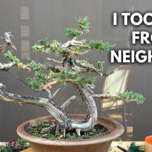 Turning my Neighbor's Hedge Cutting into a Juniper Bonsai