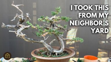 Turning my Neighbor's Hedge Cutting into a Juniper Bonsai