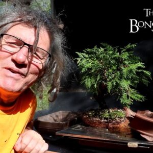 Unexpected Cedar Work, The Bonsai Zone, Sept 2024