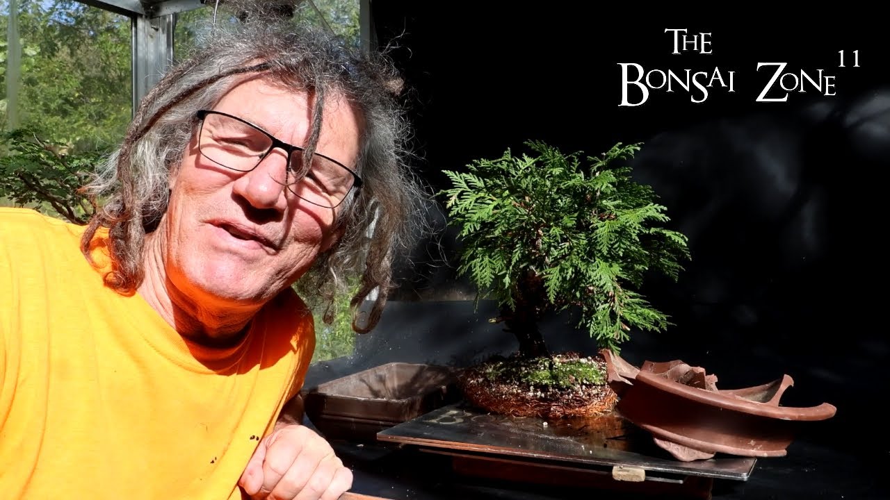 Unexpected Cedar Work, The Bonsai Zone, Sept 2024