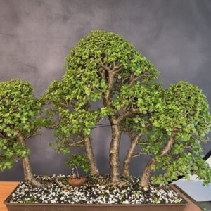 We are The Bonsai Supply is live!