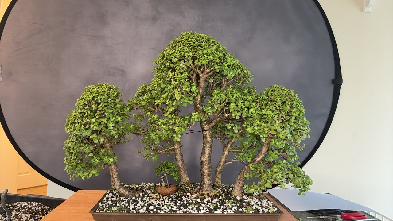 We are The Bonsai Supply is live!