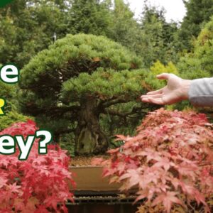 Why are bonsai so expensive?