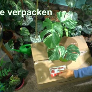 Wie verpacke ich eine Pflanze für die Post? Monstera geht auf die Reise